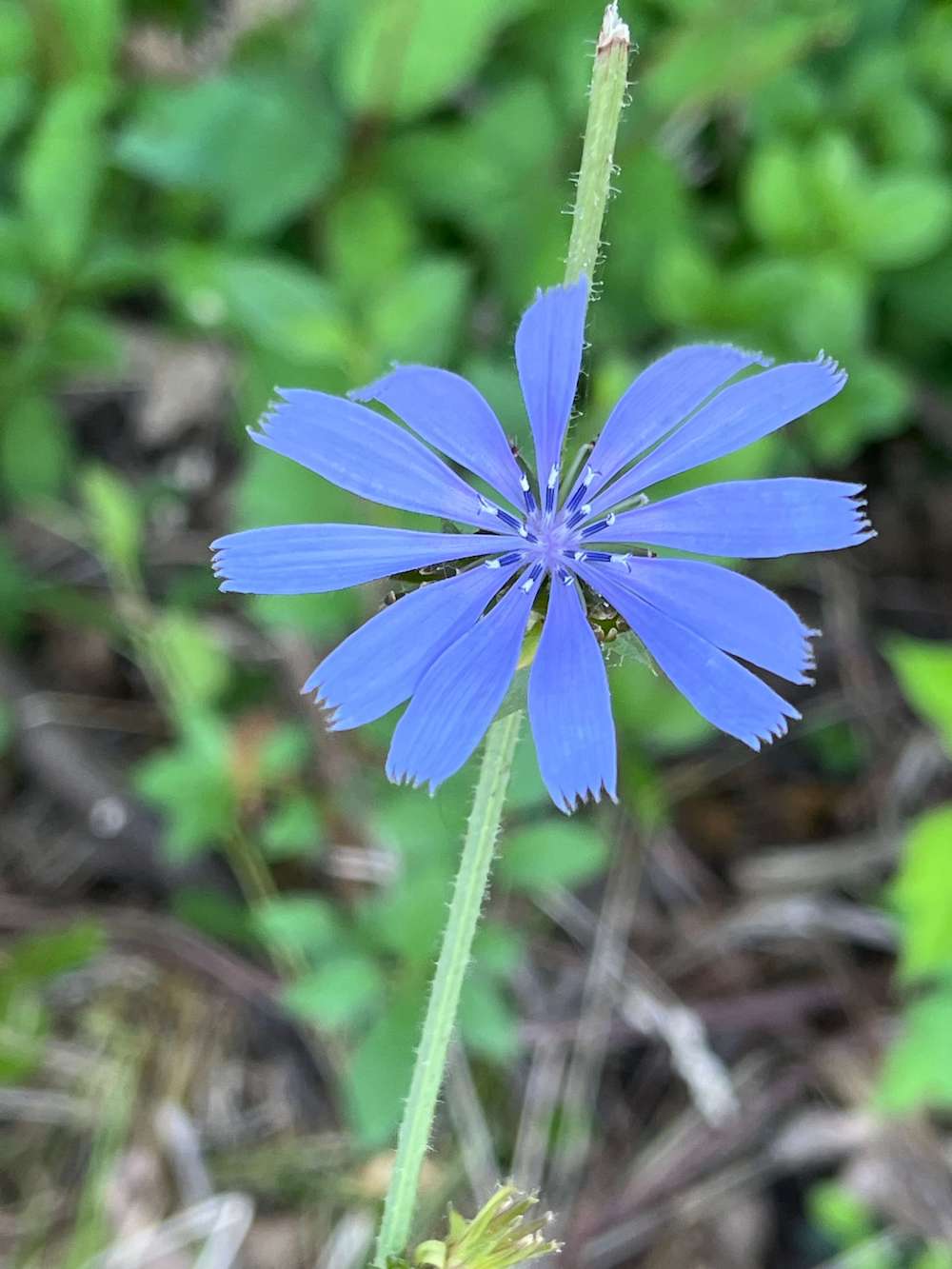 image of purple flower